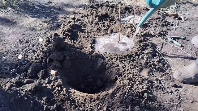 Пересадка малины осенью.