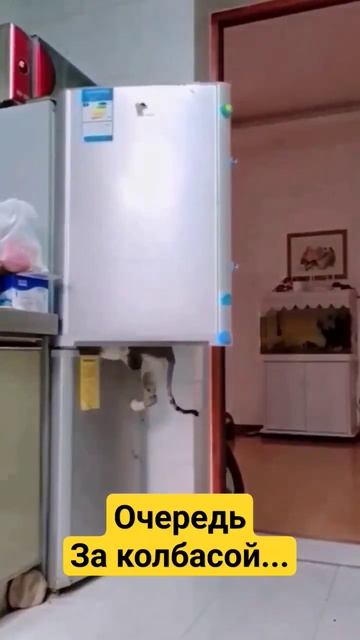 Коты обчистили холодильник... пока хозяйка не видит