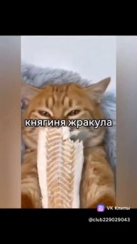 коты