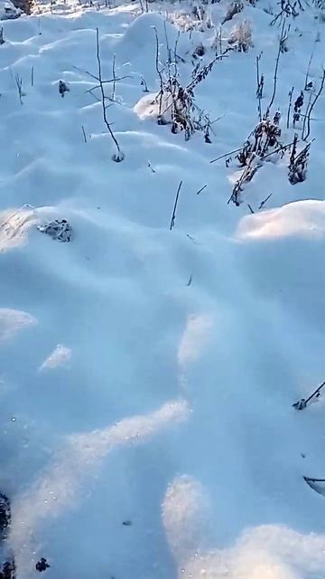 Боярышник в декабрьском саду - украшение зимнего сада