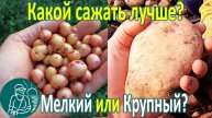 🥔 Сажать мелкий или крупный картофель лучше? 🌱 Посадка и сравнение урожая