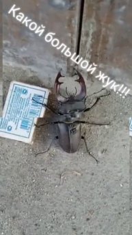 куда едем большой жук #хлопотывмоемселе #юмор #жук