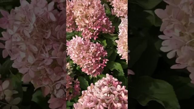 Гортензия королева сада ! Для заказа окс на весну пиши?