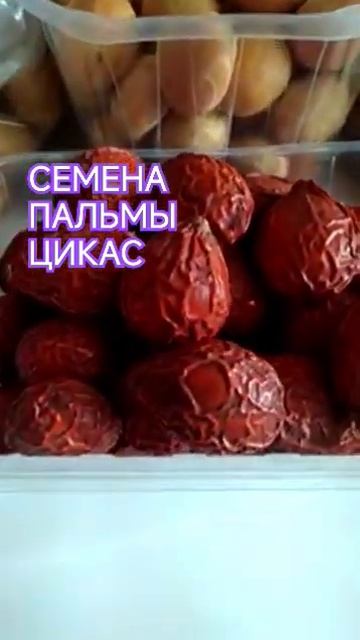 #семена #цикас #пальма #насіння #экзотика #растения #саг