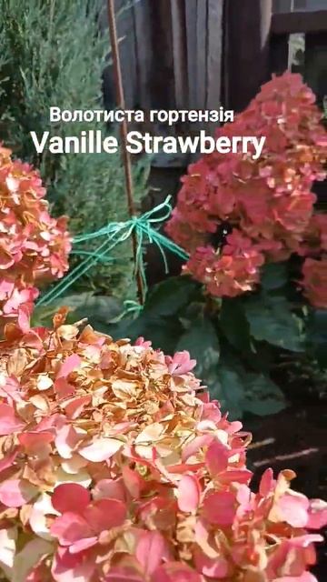 Волотиста гортензія #Гортензія волотиста Vanille Strawberry #р