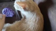 Массажёр для головы вместо чесалки для кота