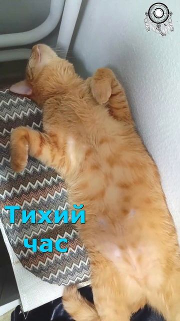 У Кота Тихий Час. Кот Феня, он же Феникс