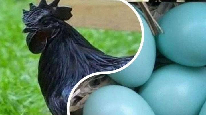 Закладываем яйца ухейилюй в инкубатор Несушка