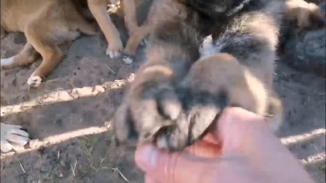Один день из жизни "дворян"
Мама устала 😓🐕