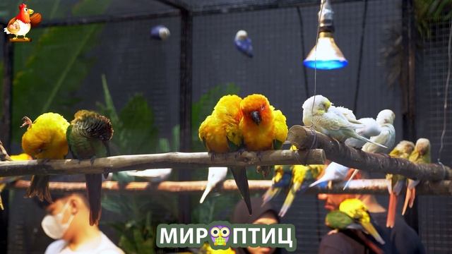 Мир птиц – красота и грация пернатых созданий Природы 🦩🦚🦜 Выпуск (112) 🦉🐦🐤