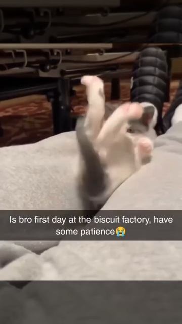 Милый котенок играет 🐈😻😍