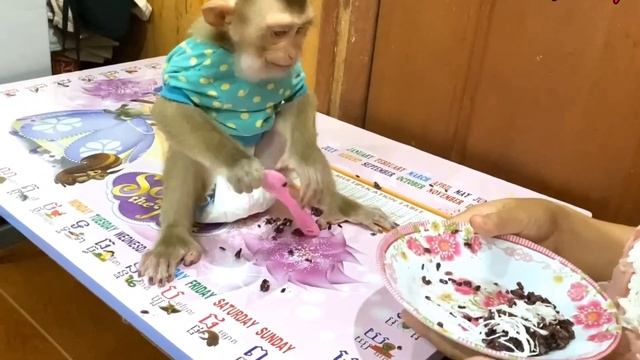 Обезьянка КРОХА ест хорошо Ведёт себя плохо Визжит Скачет Психует ЗАТО НАМ ЗАБАВНО