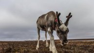 Беби-бум среди оленей на севере Сахалина