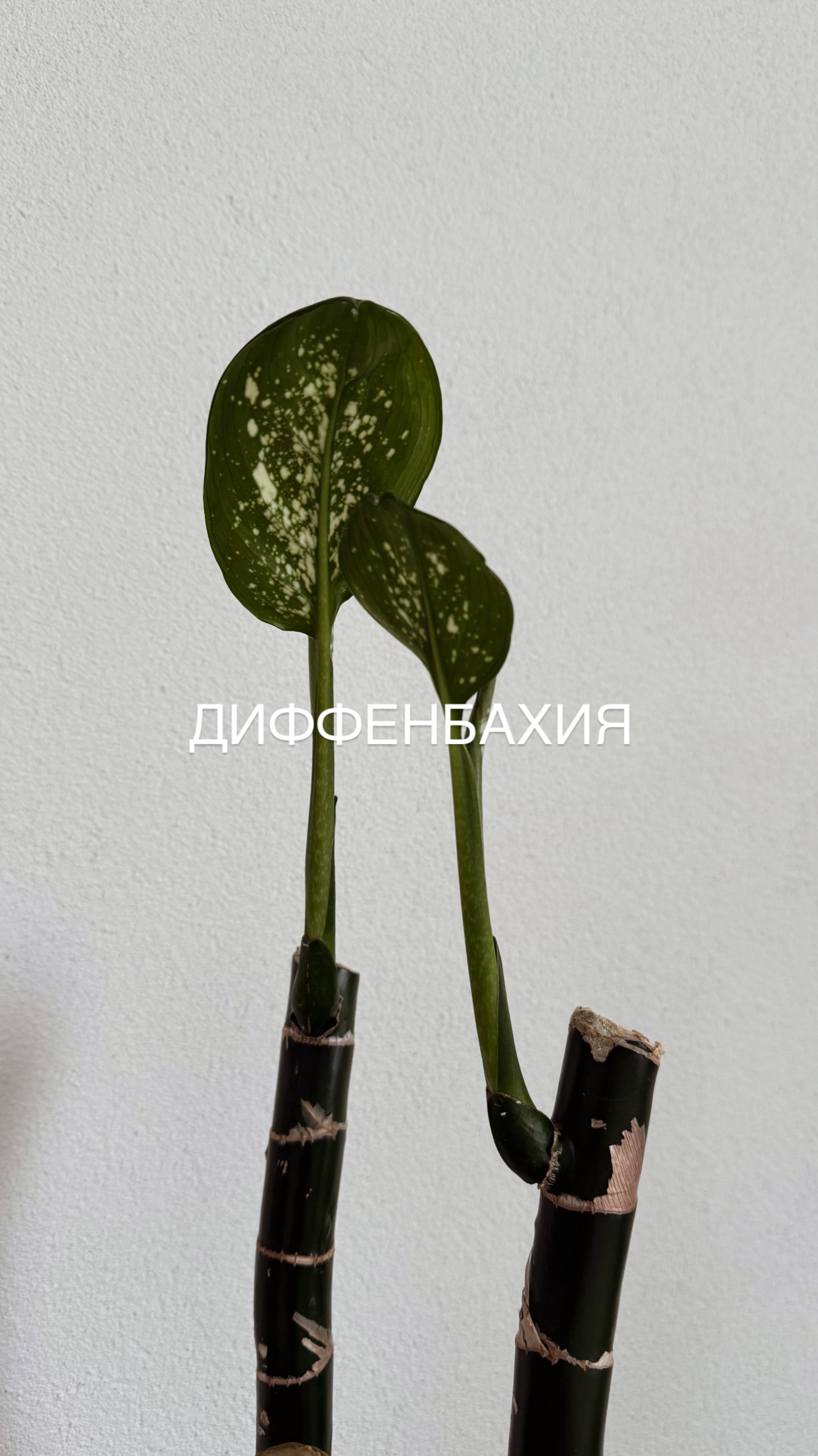 ПЕРЕСАЖИВАЮ комнатные растения