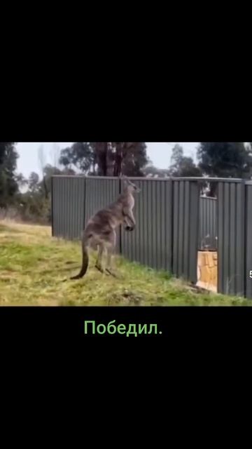 Драка двух кенгуру