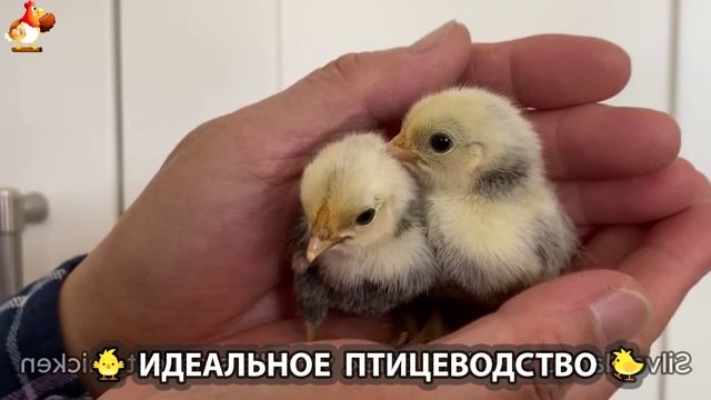 Идеальное птицеводство достойно восхищения 🐓🦆🦢🦚🦃🐔 эпизод (195)