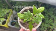 🌿💪 20 ЛЕТ РАССАДУ КОРМЛЮ ТОЛЬКО ЭТИМ! РАССАДА КРЕПКАЯ, НИЗЕНЬКАЯ, НЕ ВЫТЯГИВАЕТСЯ, УРОЖАЙНАЯ 💪🌿