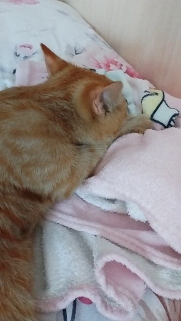 Кайфушечки кота 😻
