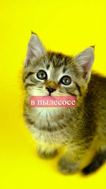 Смешной анекдот про Пылесос #short #shorts