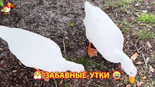 Забавные утки мускусные и пекинские на свободном выгуле ч.(10) ❣️🤗😂