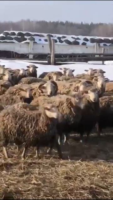 Овцематки ярки и ягнята 700 голов 170 рублей живой вес