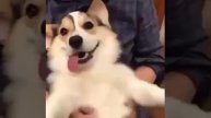 мем