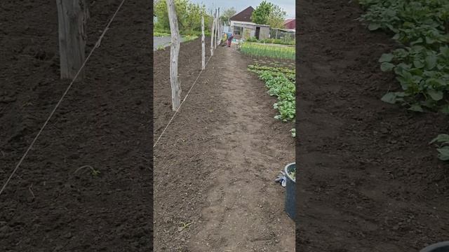 огород