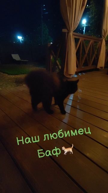 Самый черный кот🐈😊