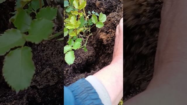 Делаю комбо розу.