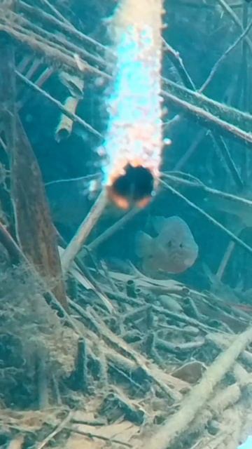 Опустил камеру на дно реки #fishing