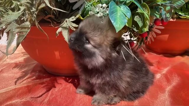 Щенки шпица малого: В Саратове 89603505224/19.04.23 22:30