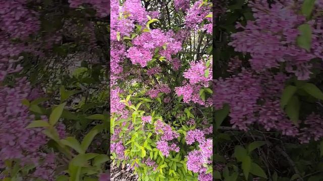 1000009102.mp4