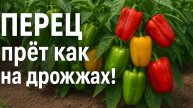 Подкормка, от которой пер