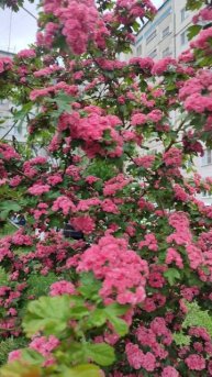 Какая красота 12.05.25.