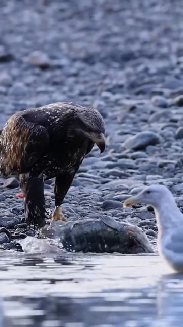 Eagle devours fresh catch