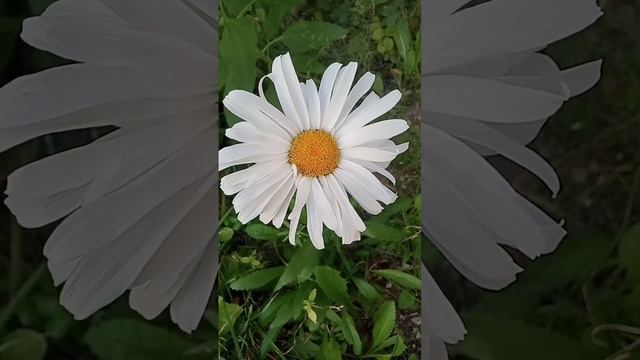 Посмотрите на это чудо#Что выросло то выросло#совсем н