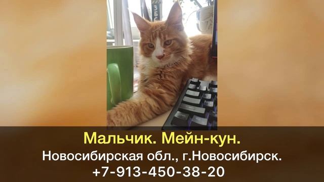 Пропал кот! Мейн-кун. Новосибирская обл., г.Новосибирск