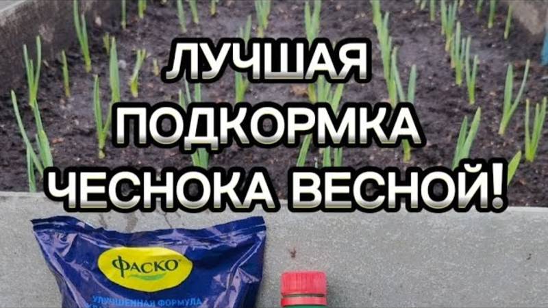 ЛУЧШАЯ ПОДКОРМКА ЧЕСНОКА ВЕСНОЙ👍🔥✅ОБЯЗАТЕЛЬНО ПОДКОРМИТЕ И БУДЕТЕ С ШИКАРНЫМ УРОЖАЕМ💪🧄#чеснок