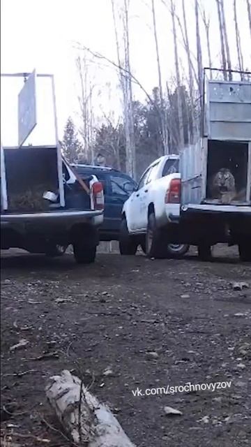 В Приморье выпустили амурских тигров на свободу