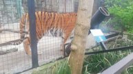Зоопарк приколы