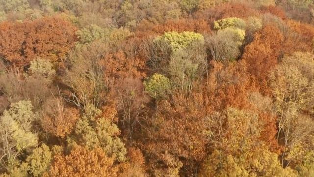 Родная осень стелется покоем