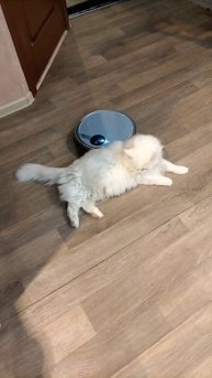 Жёсткий массаж коту Мартину от робота пылесоса.