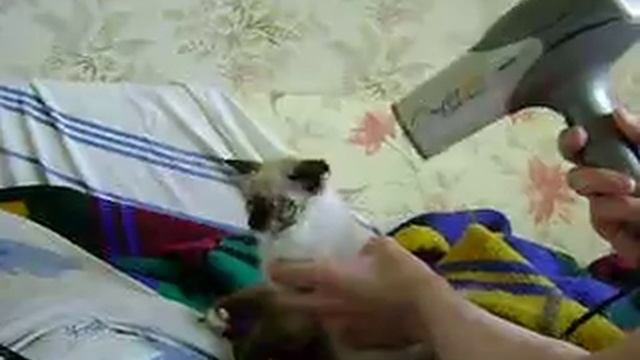 Сушим кошку феном