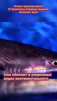 Опасные и ненасытные! В Приморье впервые вывели колючих акул