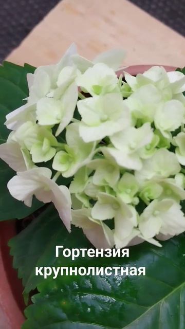 гортензия крупнолистная цветёт белыми охапками с июл?