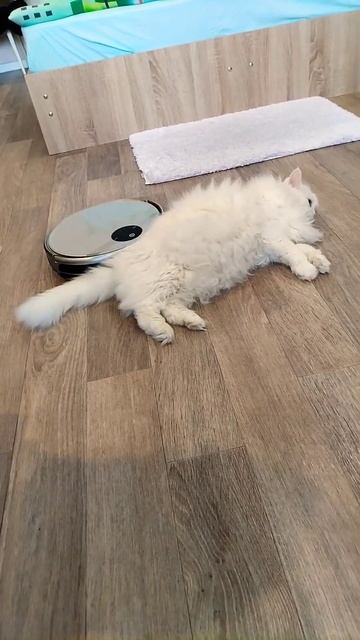 Жёсткий массаж коту Мартину от робота.
