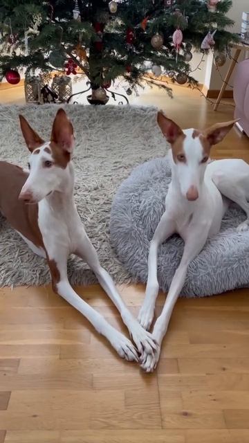 Две красивые собачки 🐶❤️🤩