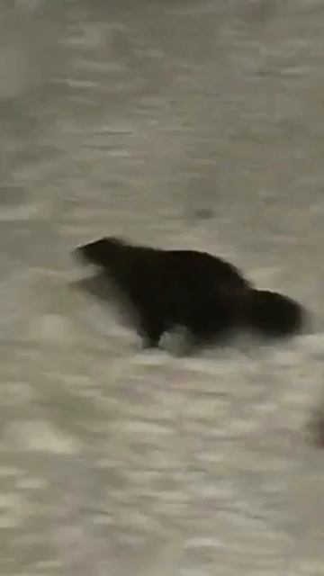 Любопытство
