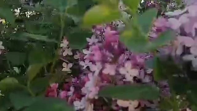 Сирень