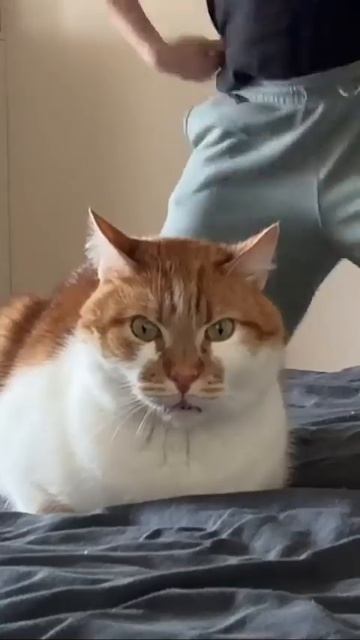 А говорят же что питомцы похожи на хозяев😂
